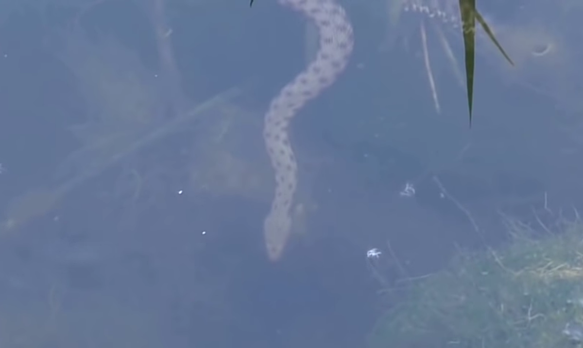 Гадюка под водой