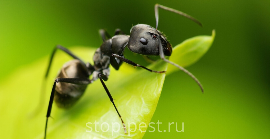 фото сайта https://stop-pest.ru