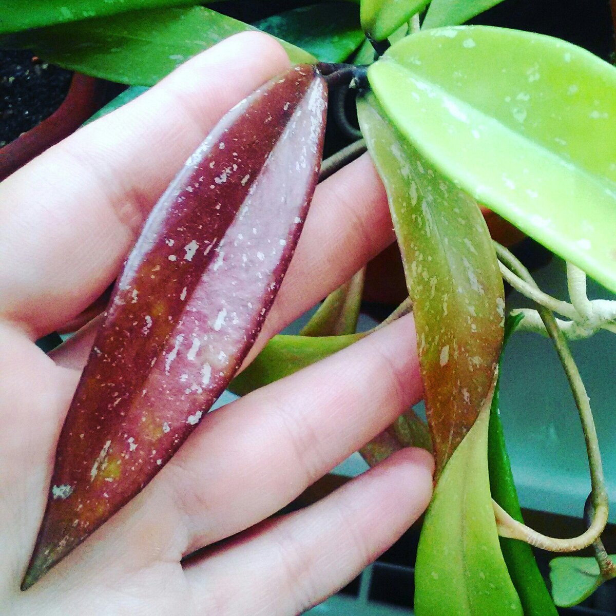 Хойя, новый прирост, фото мое, листайте дальше