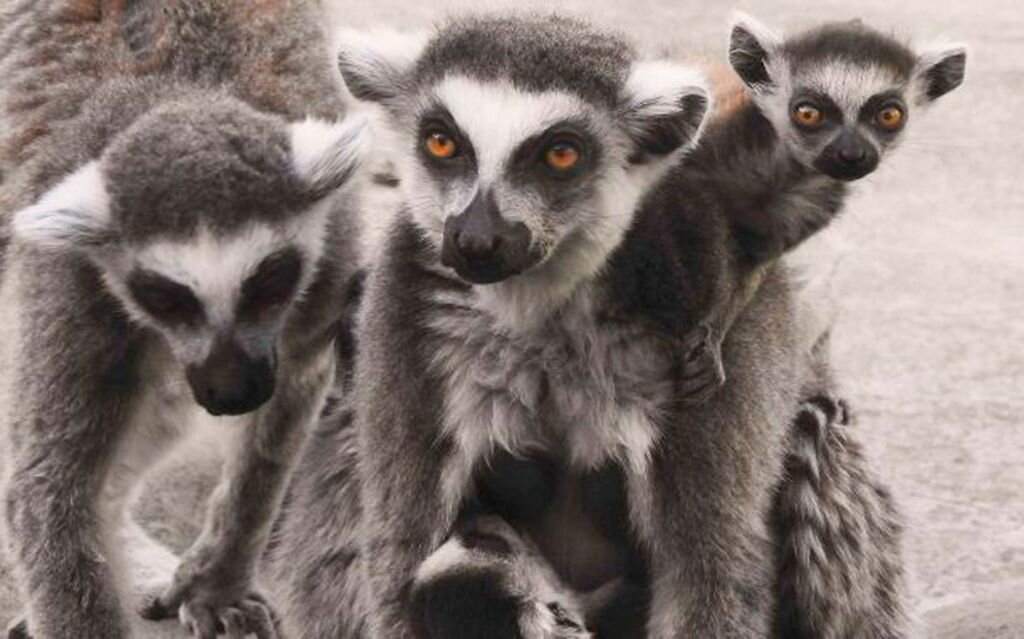 В прошлом году эта парочка так же стала счастливыми родителями