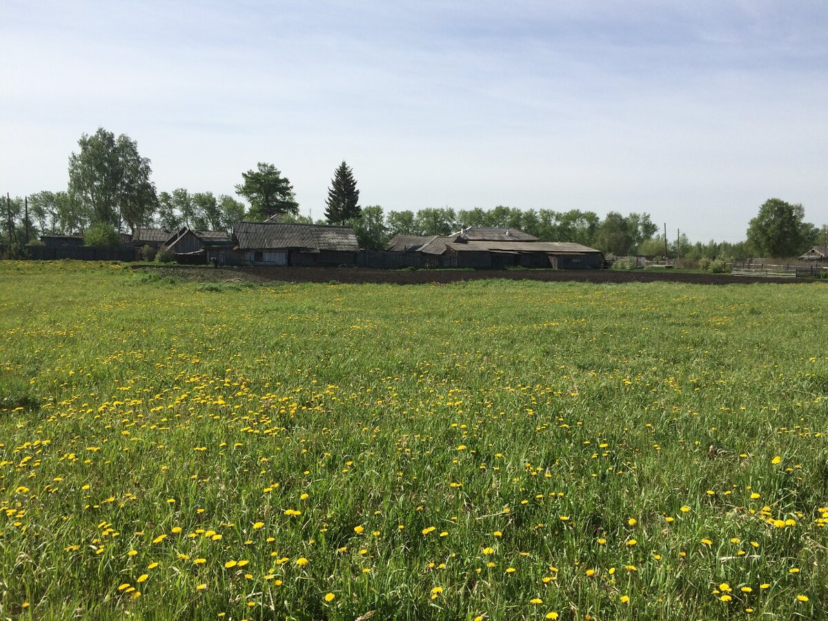 Приехали в дом и ужаснулись. Приводим участок в порядок после сдачи в  аренду | Хакни нормальность | Дзен