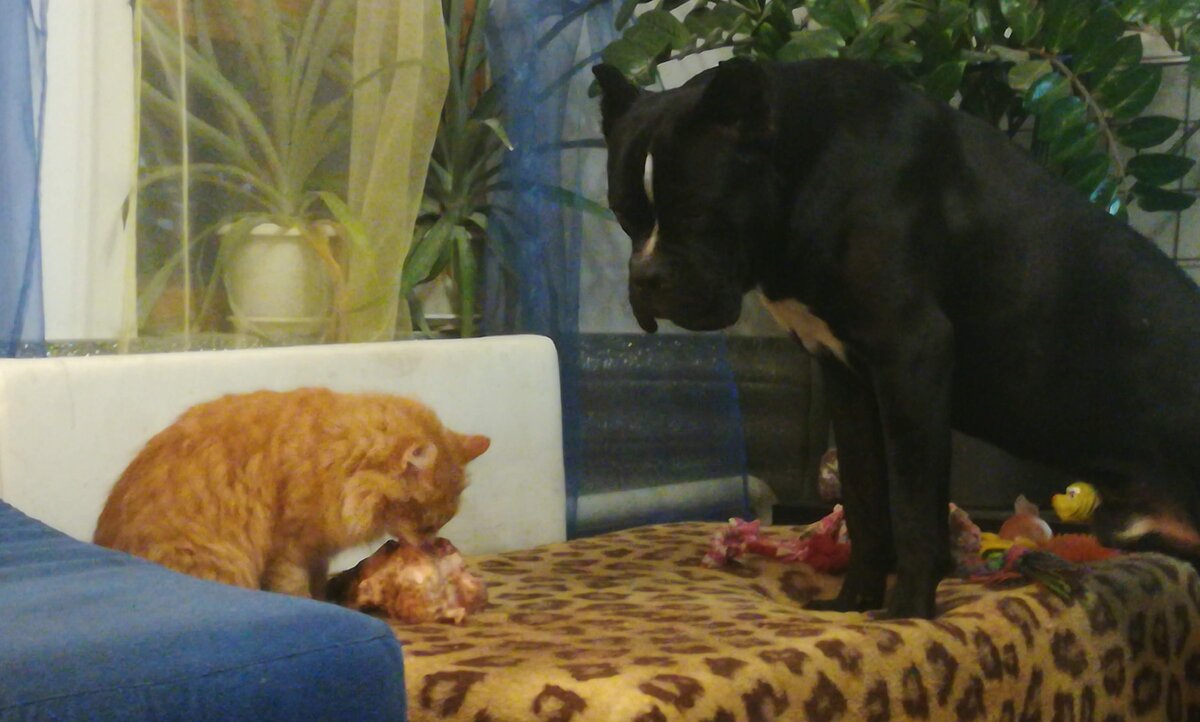 наглая рыжая морда оттопырила у Хуча кость