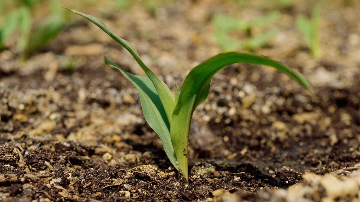 Фото: syngenta.ru
Всходы кукурузы