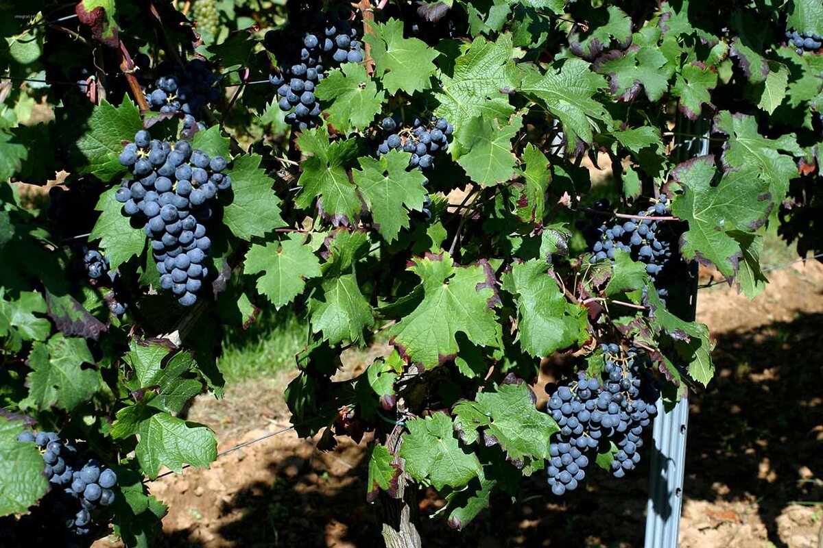 Vitis vinifera