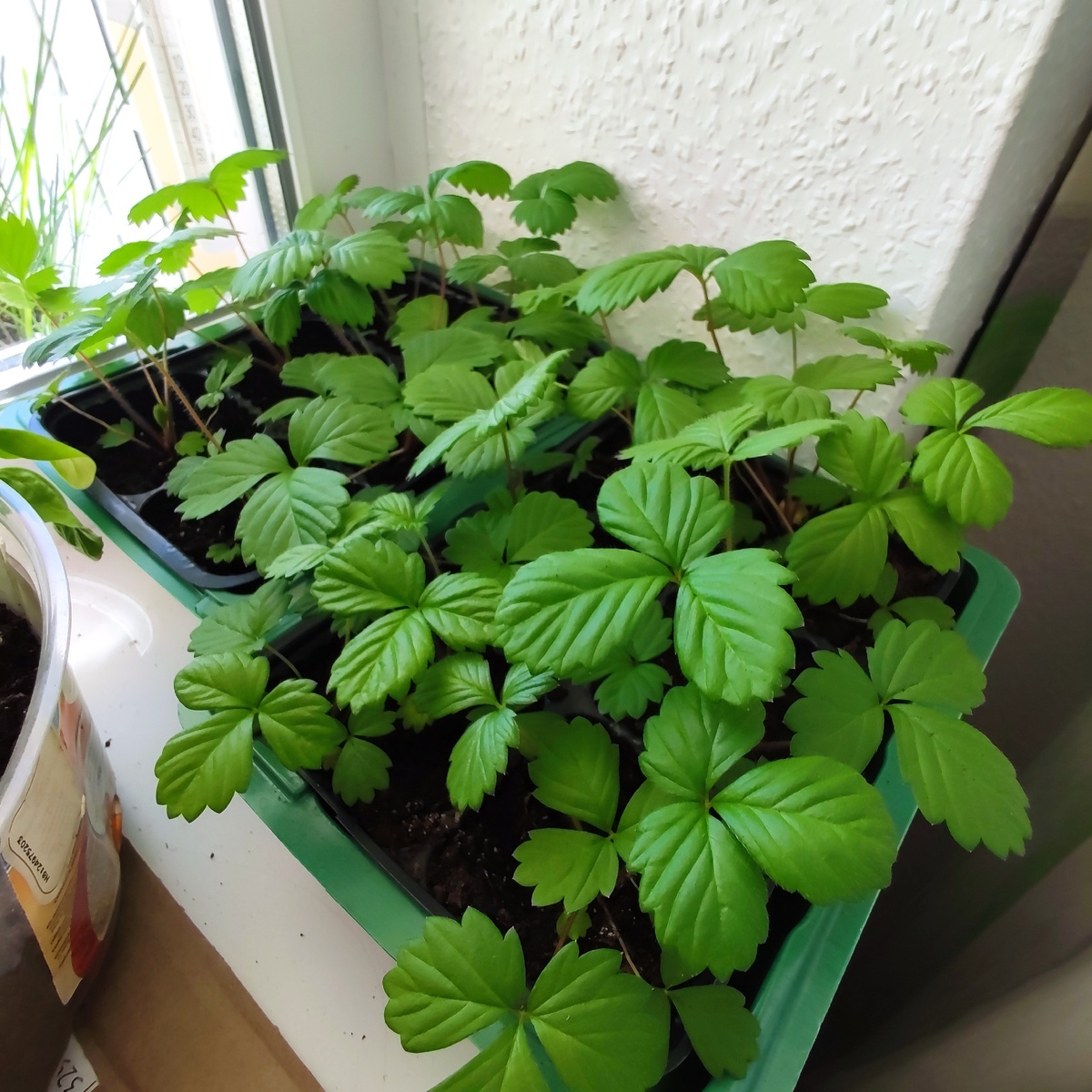 Рассада земляники, выращенная из семян