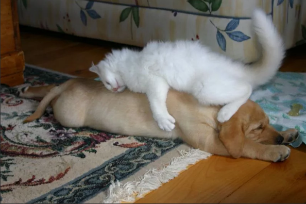 Фото из открытых источников Интернета