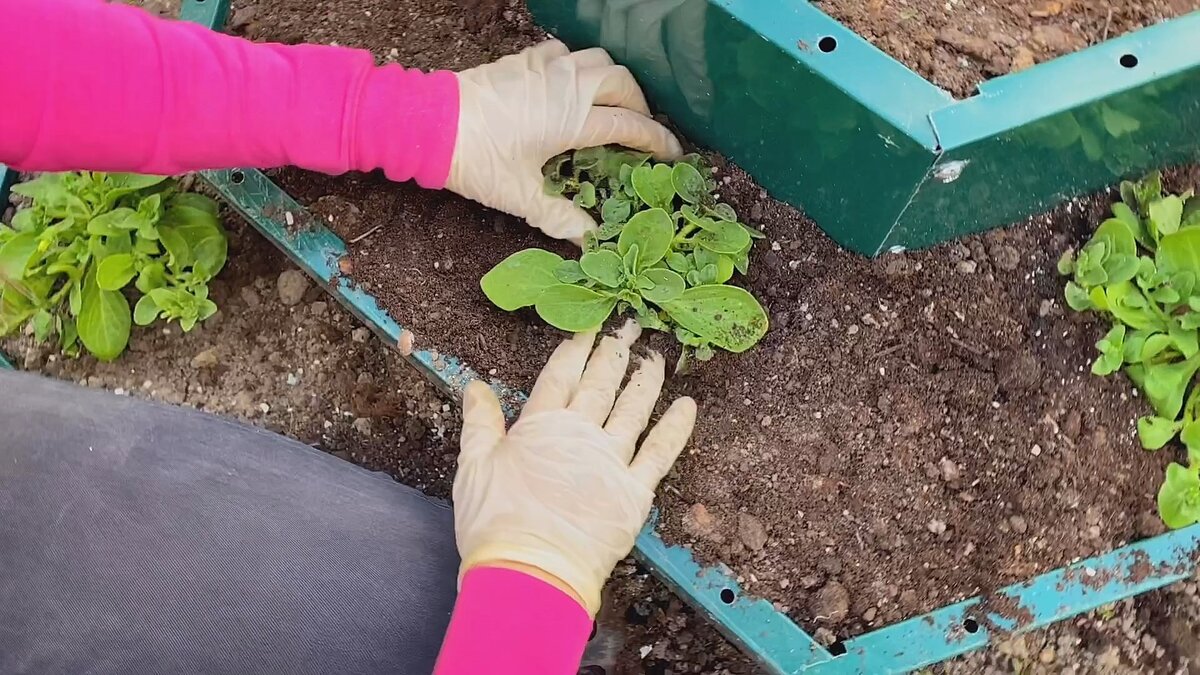 Марина Патрина zacvetet