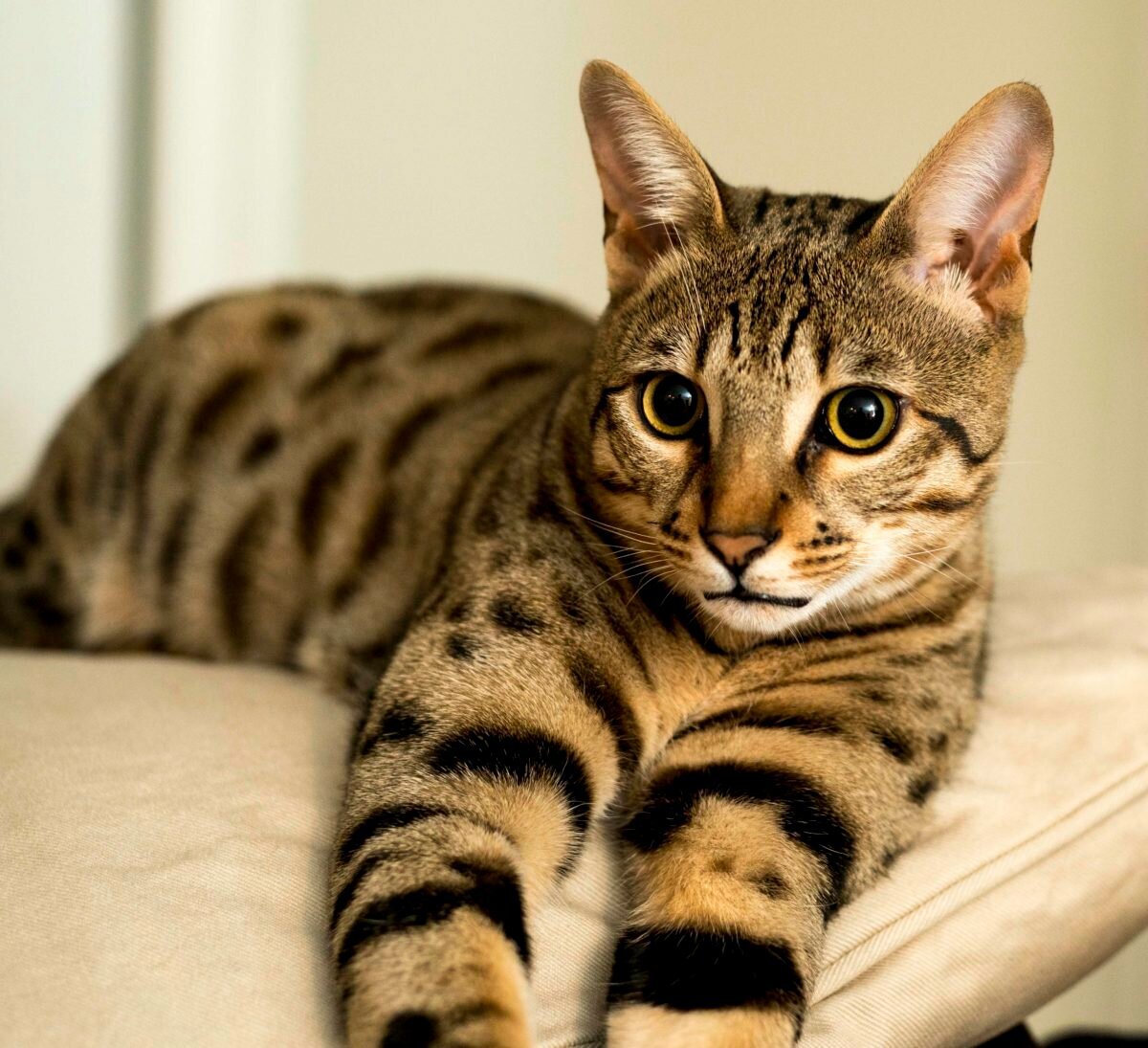 Самые красивые кошки в мире ( фото) 🔥 Прикольные картинки и юмор
