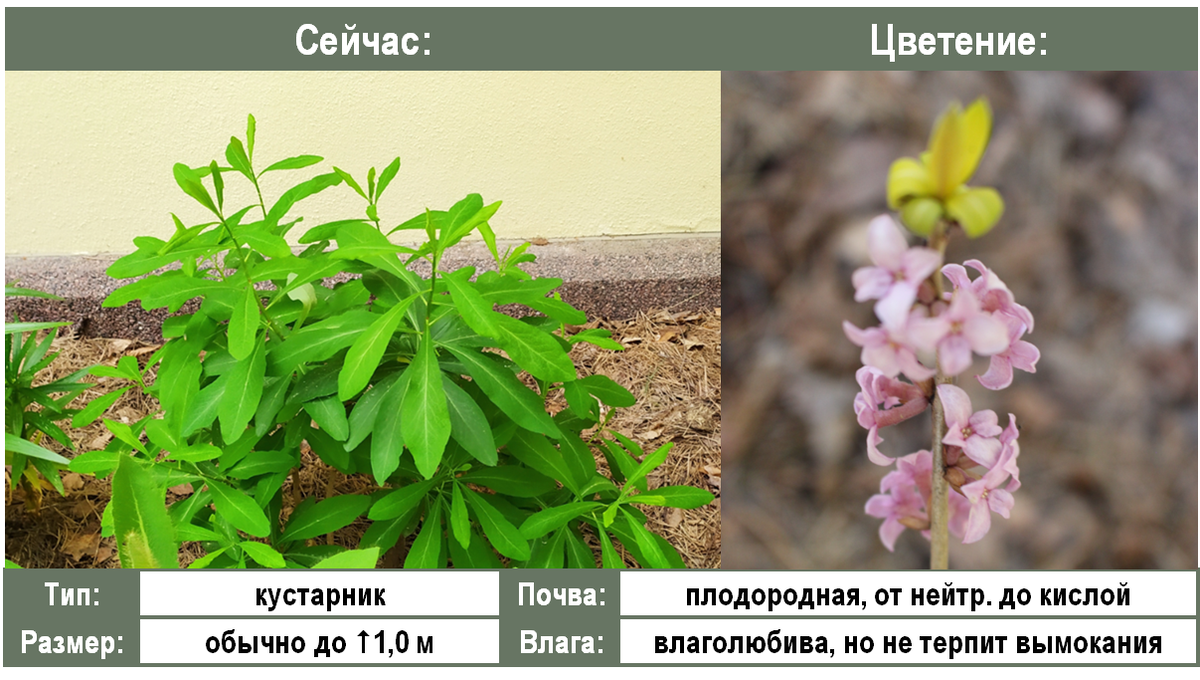 Дафна в моем саду