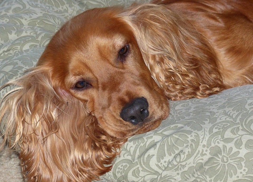 https://cdn.pixabay.com/photo/2014/10/31/22/39/cocker-spaniel-511237_960_720.jpg