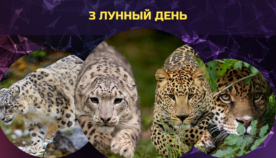 3лунный день – Символ дня – Барс, Леопард, готовящийся к Прыжку
