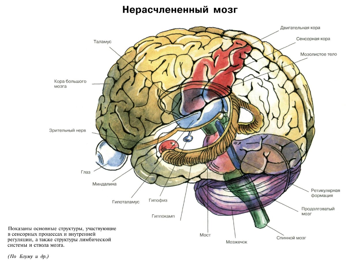 5 основных мозгов. Анатомия мозга человека атлас. Нервная система головного мозга атлас. Атлас коры головного мозга.