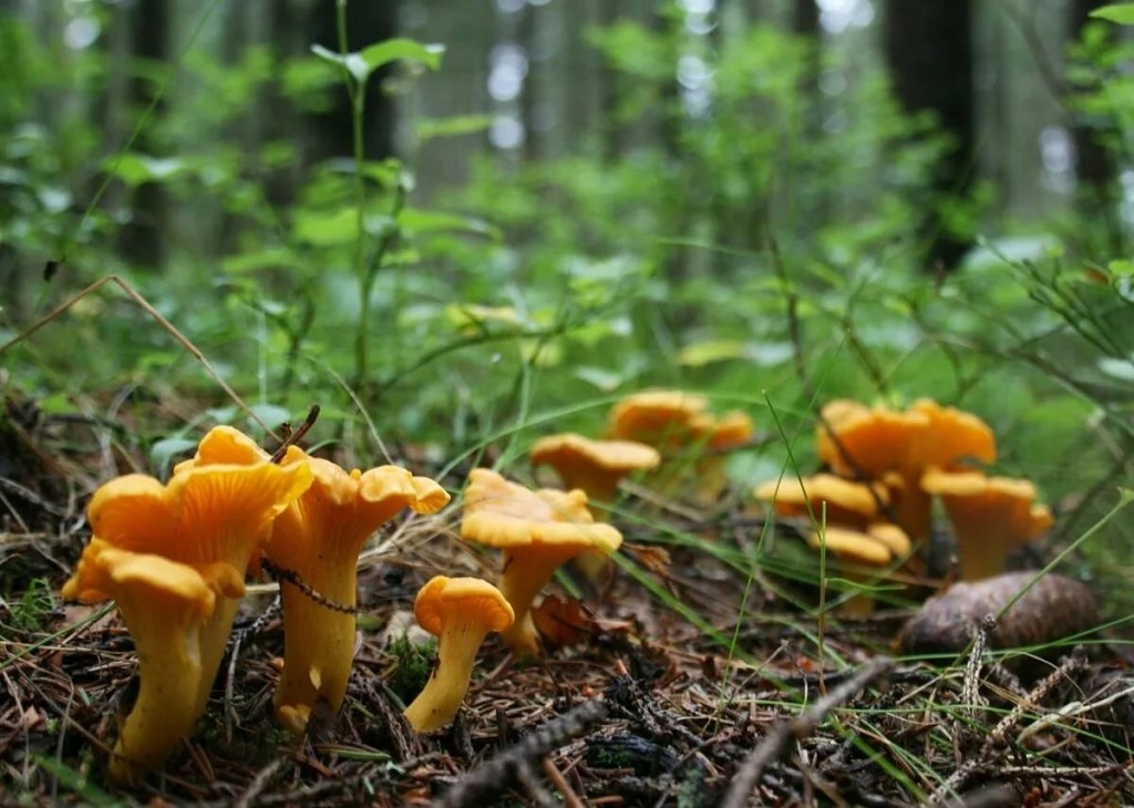 Фото автора. Лисички. Спб.