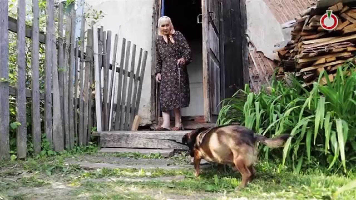 Старуха молочница. Бабушка в деревне. Деревенские собаки. Бабка в деревне. Старушки в глухой деревне.