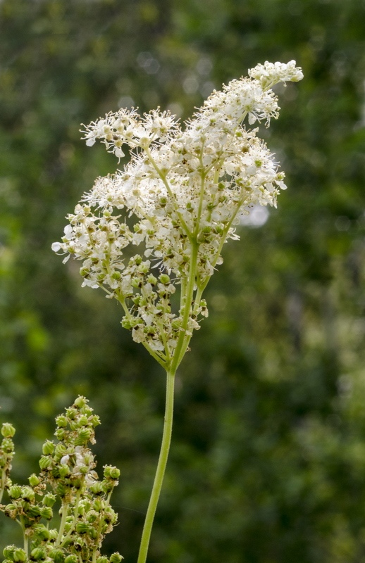 Лабазник вязолистный