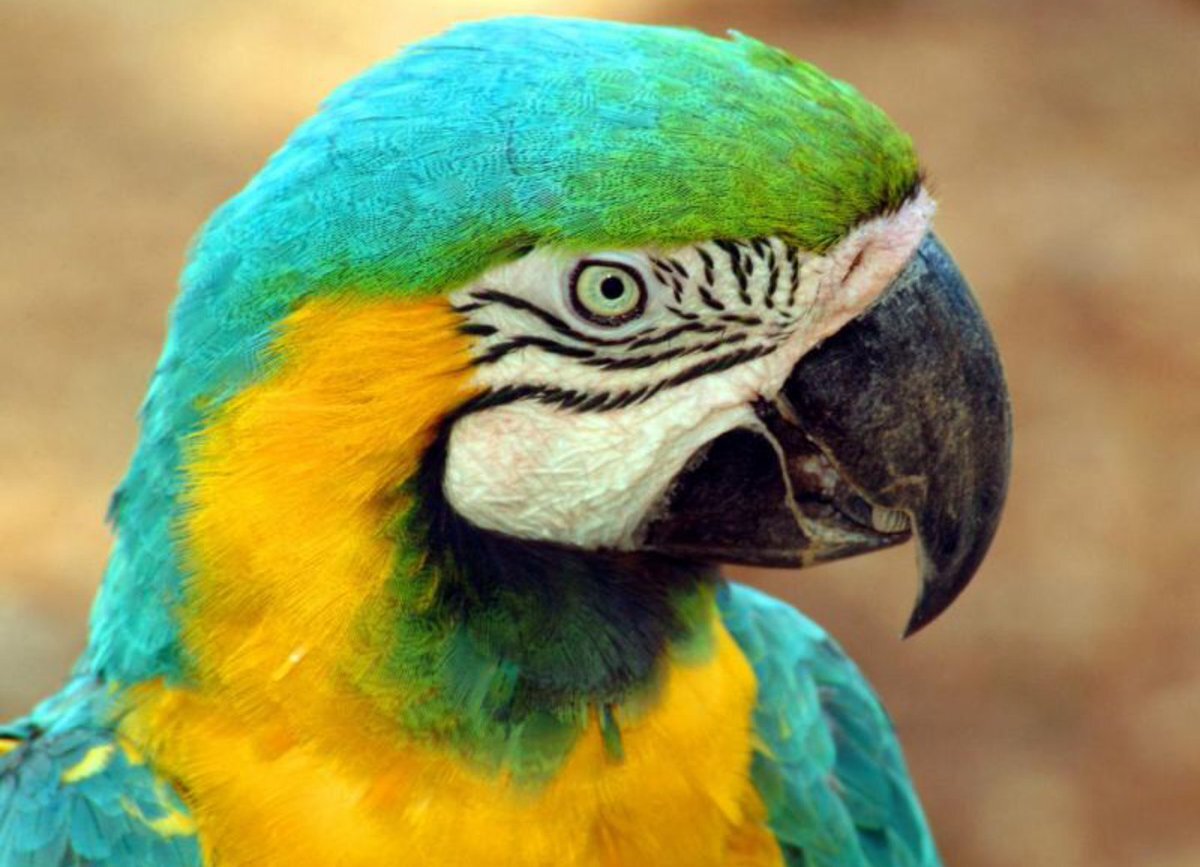 Как мыть клетку для птиц