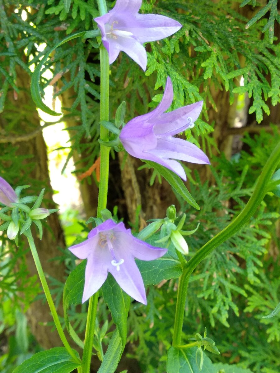 Венчики колокольчика крапивовидного