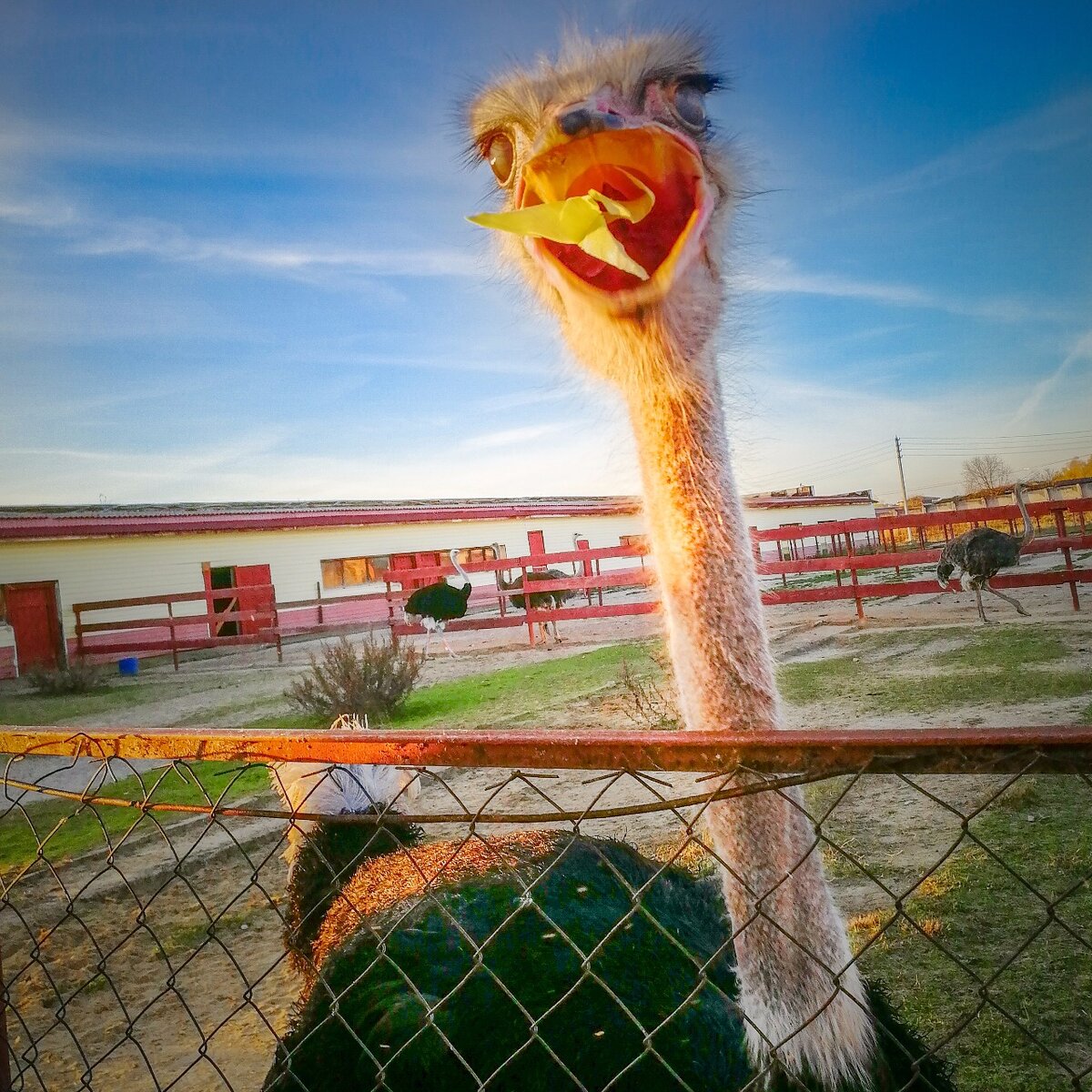 На чужой каравай рот не разевай