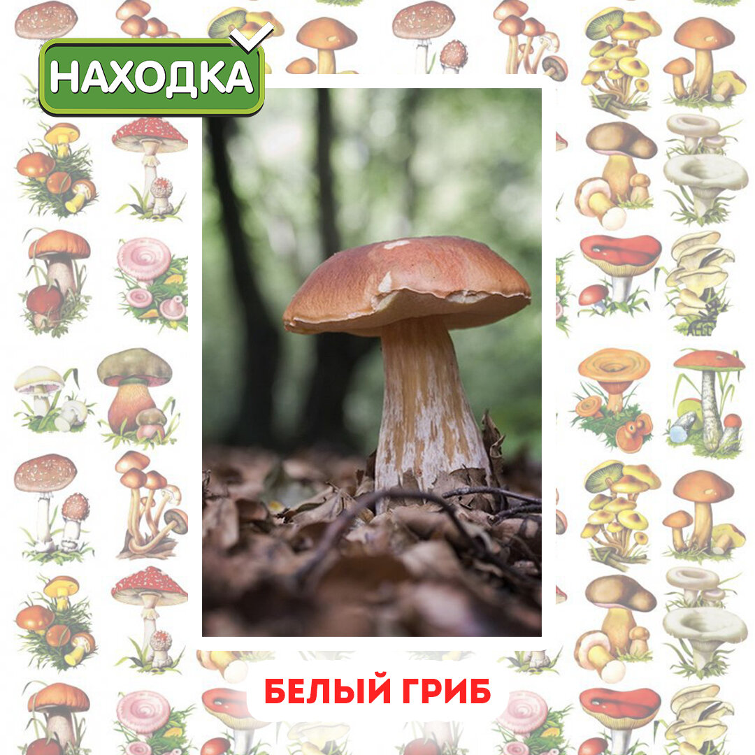 1. Белый гриб. Очень вкусный и ароматный. Похож на бочонок. У него коричневая шляпка и белая или светло-коричневая ножка (до 25 см). Его можно найти в хвойных, лиственных и смешанных лесах.