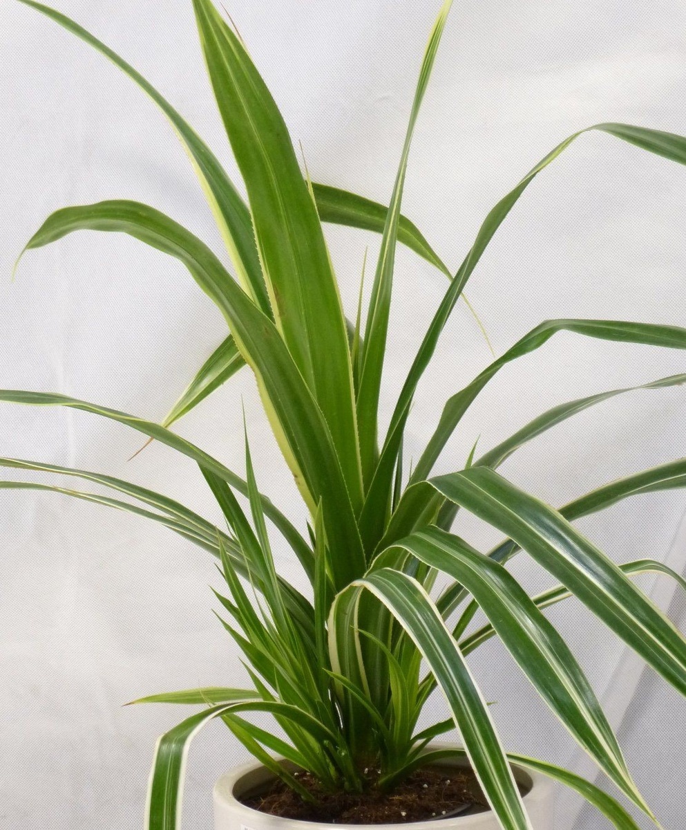 Панданус Вейча