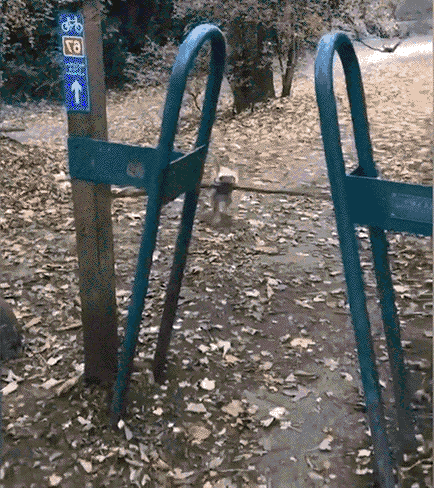 Нажмите на картинку и животные задвигаются ))