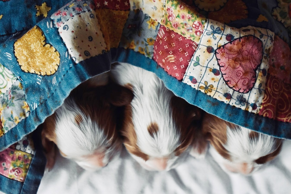 Фото из Unsplash с целью показать героев истории