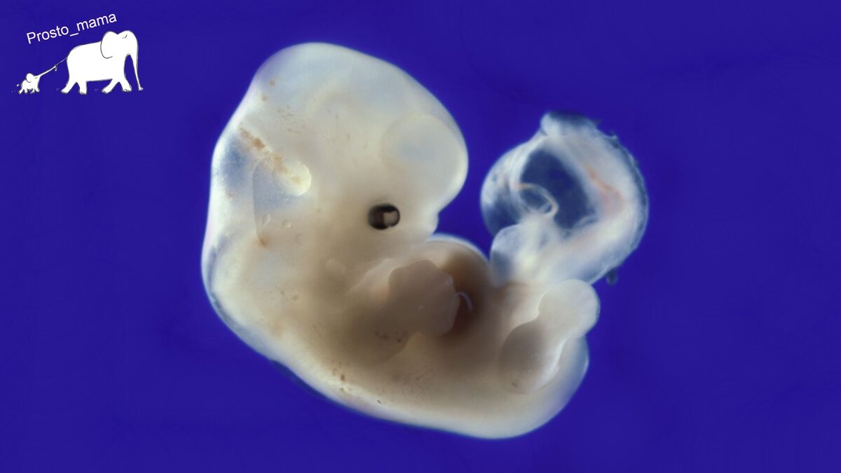 Эмбрион акулы