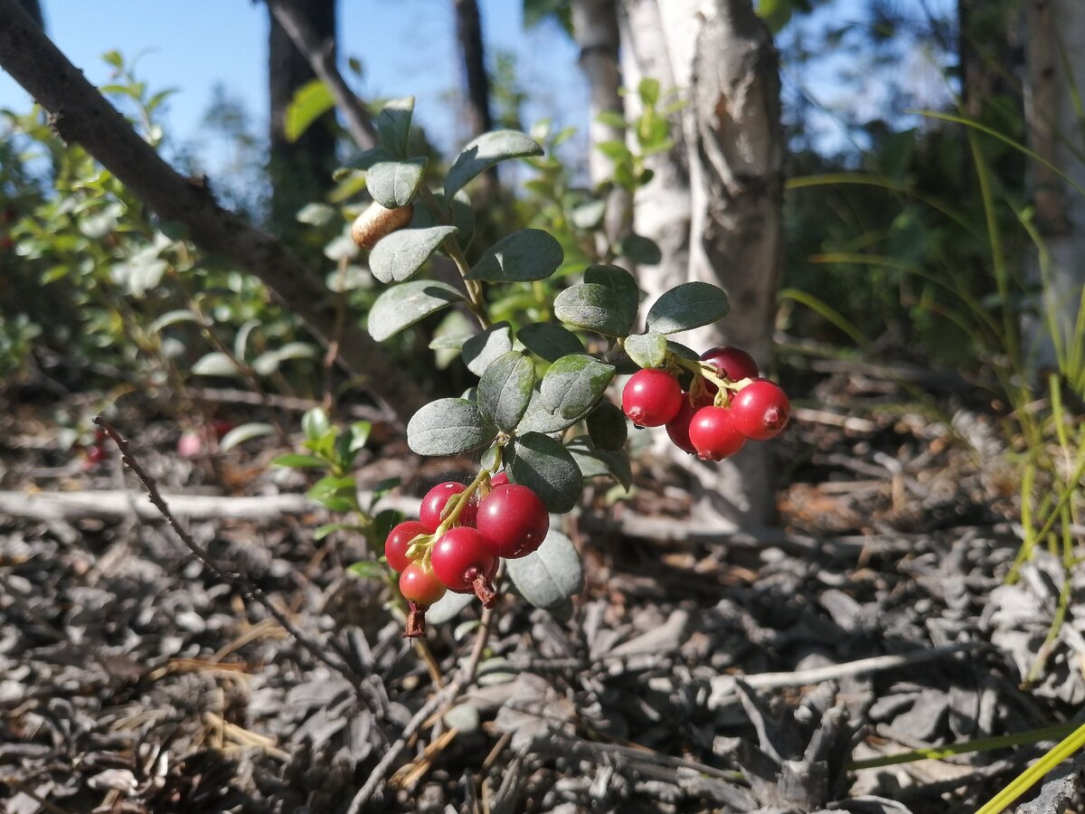 Чуть не успели дождаться созревшей русники