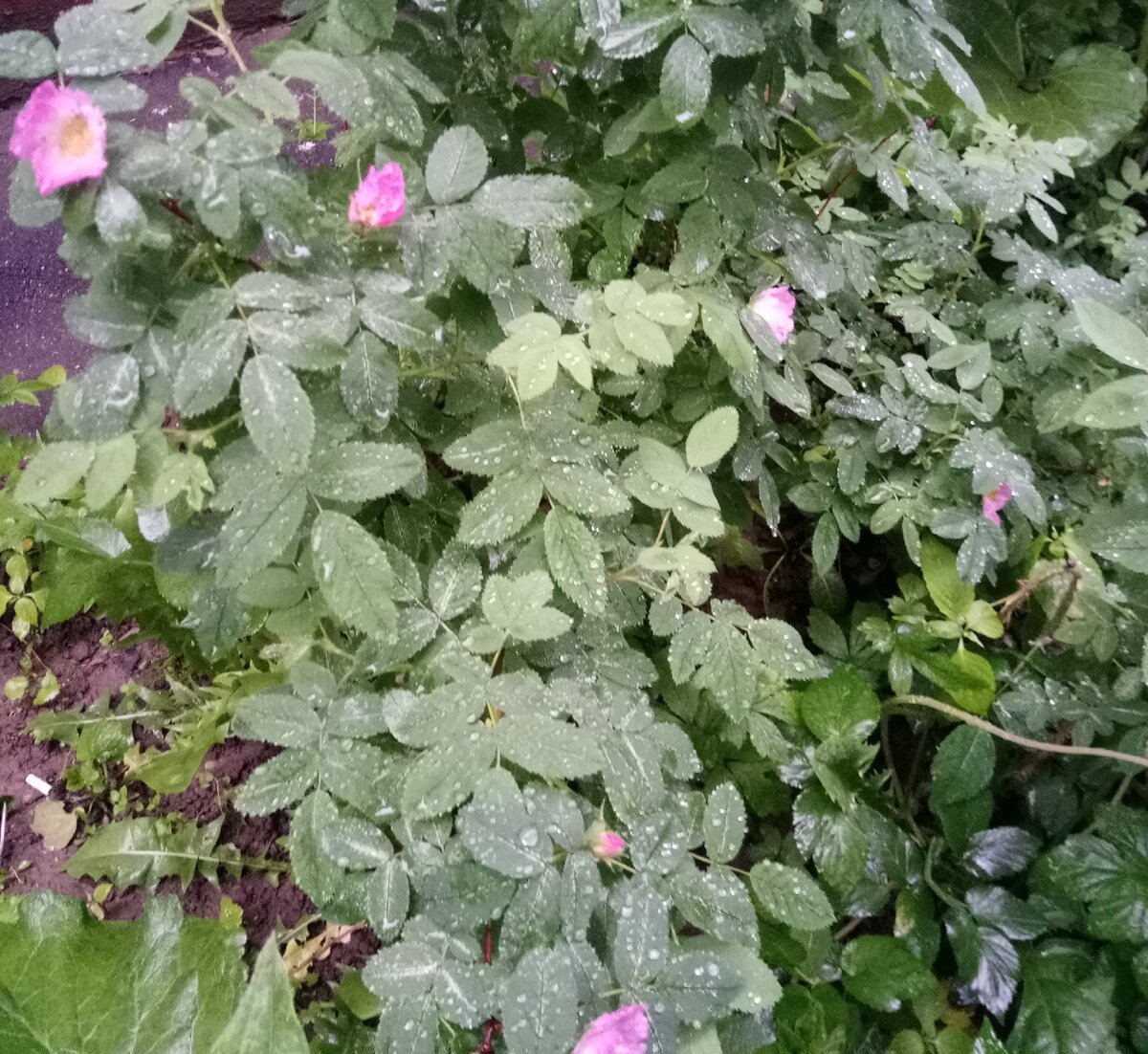 Просто шиповник цветет. Фото автора. 