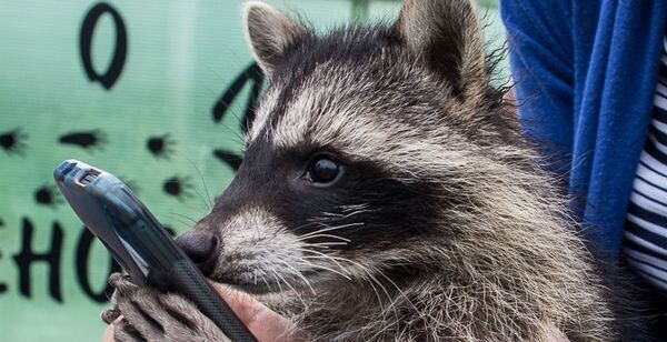 Енот с телефоном.