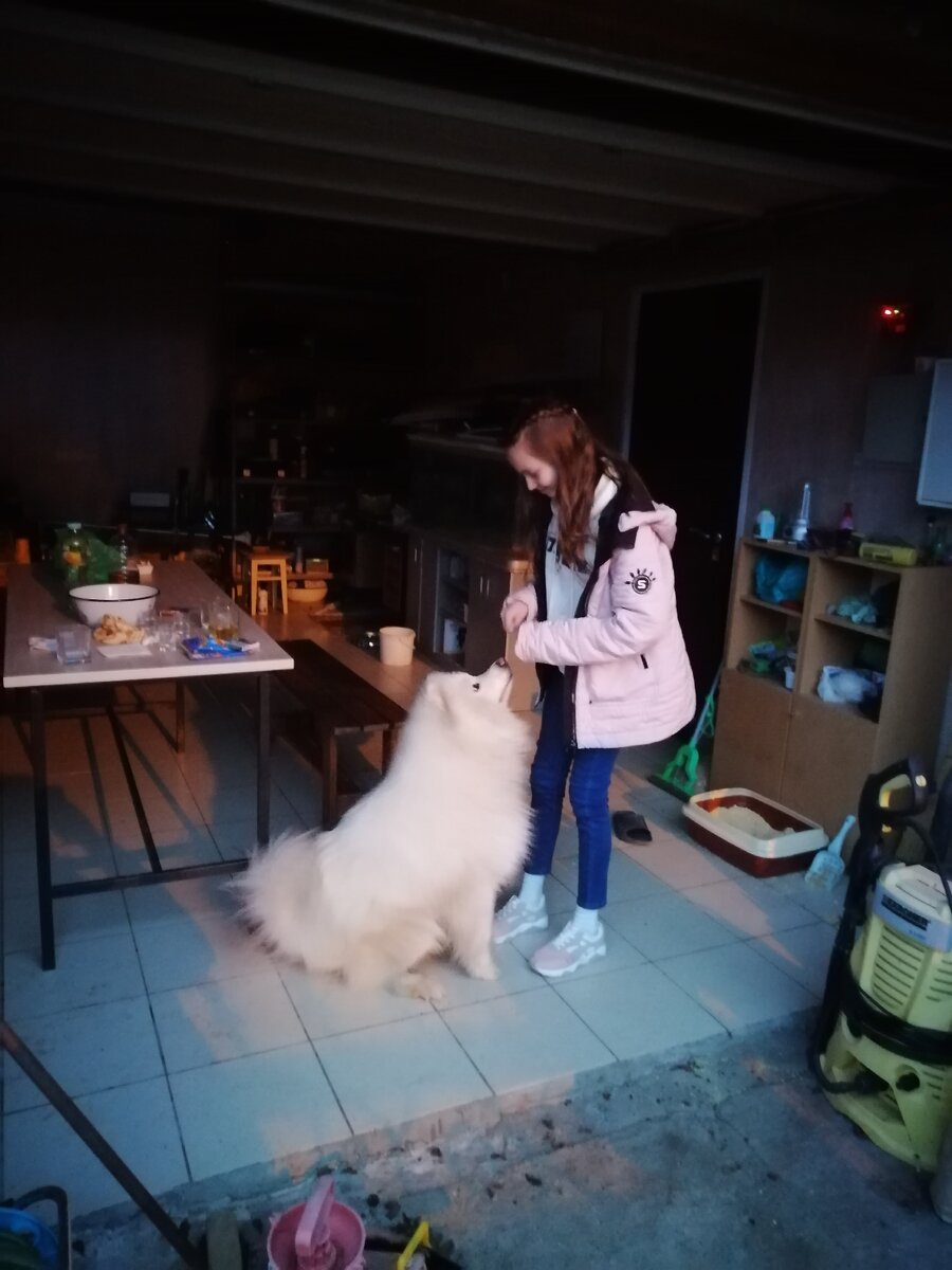 Самоед - это порода собаки.