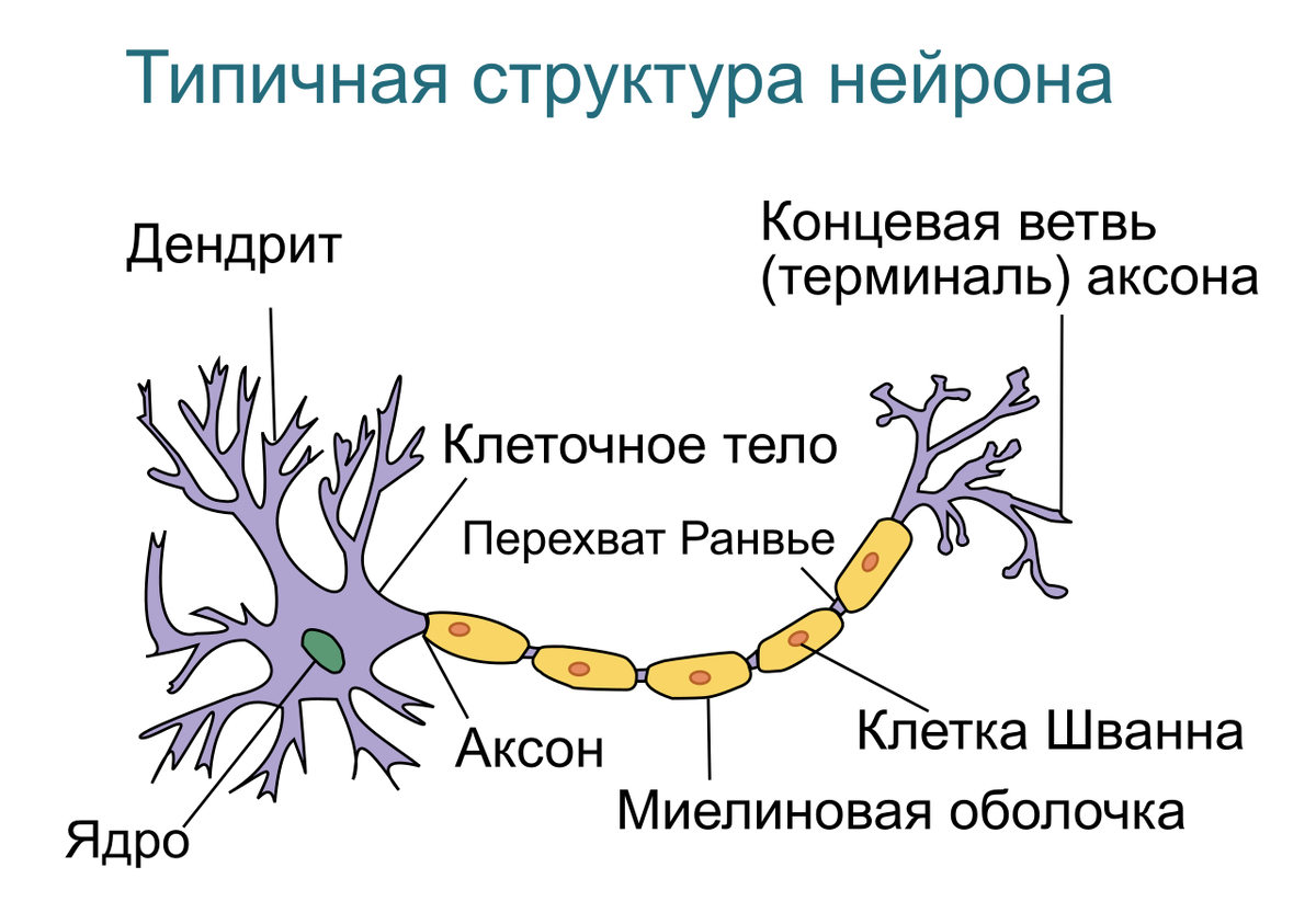 Строение нервной клетки