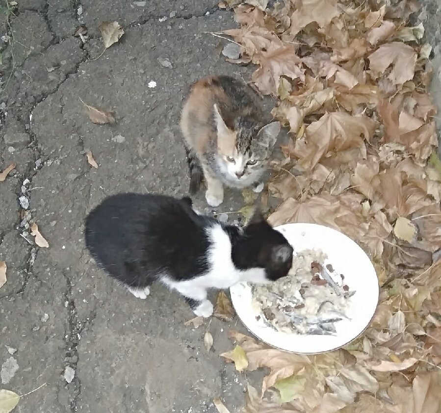 Новые котята