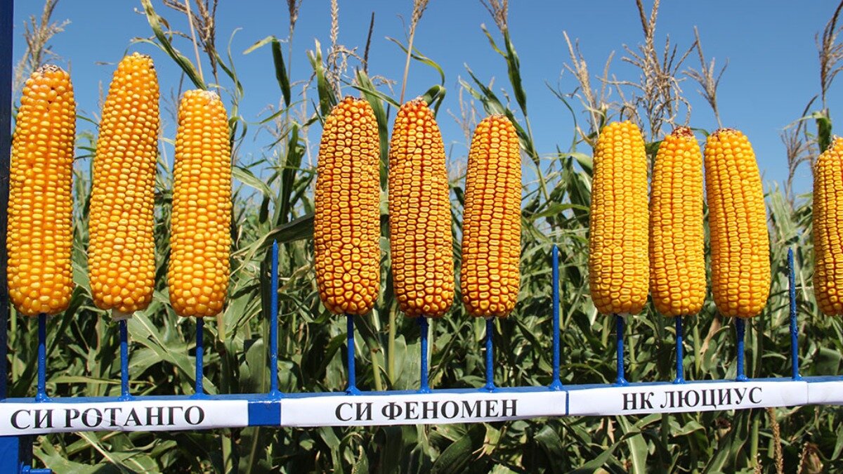 Фото:syngenta.ru Гибриды кукурузы Сингента