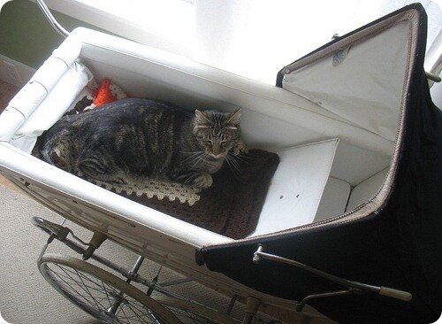 фото с просторов интернета 