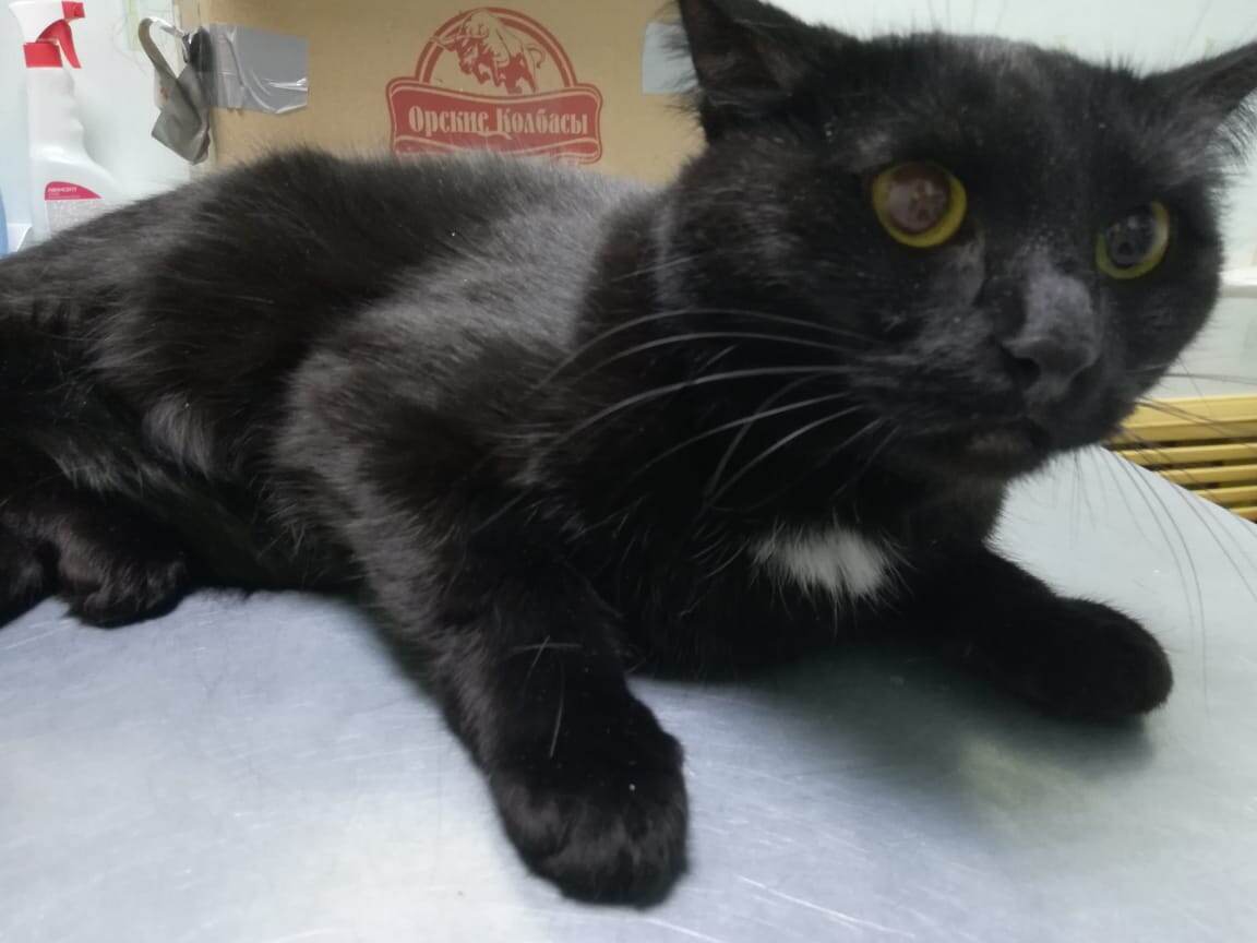 Это кошка, которую принесли "хозяева" на усыпление в Нефтекамске. Волонтёры не могут её забрать, потому что некуда (передержки переполнены), и у них долги более 100 тысяч рублей за стерилизации и лечение. Мы не можем её вывезти в Пермь по причине того, что финпомощь почти перестала поступать, а долги у нас растут... Мы бы очень хотели спасти всех. Нам очень жаль эту кошку.  