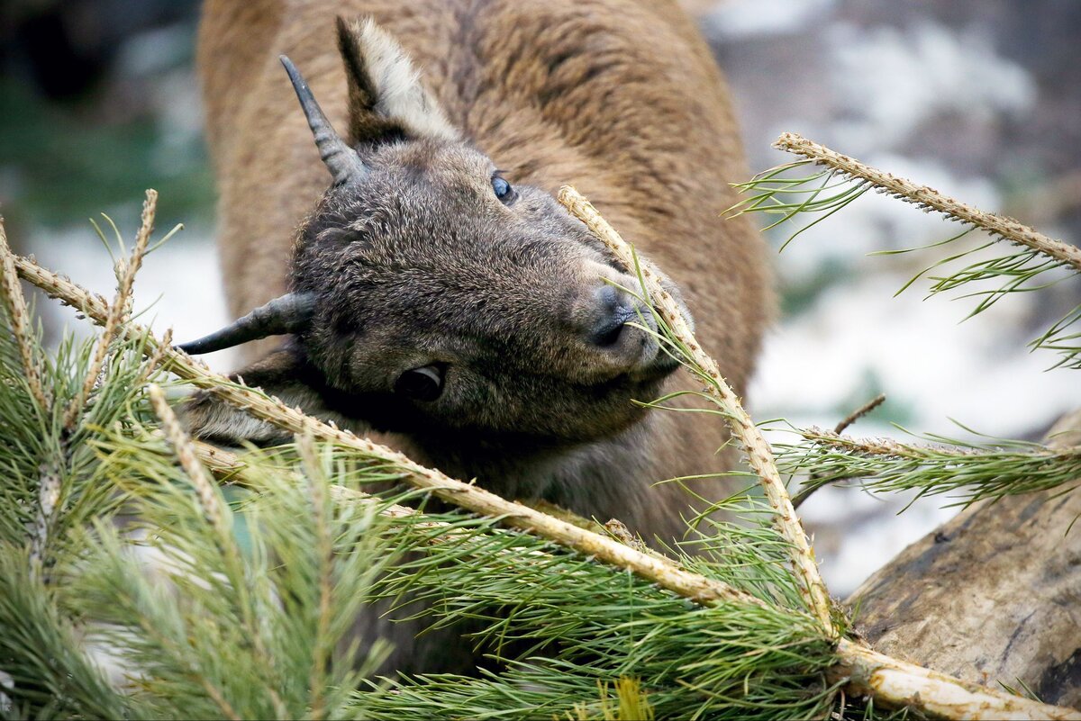 Ярославский козленок тоже доволен