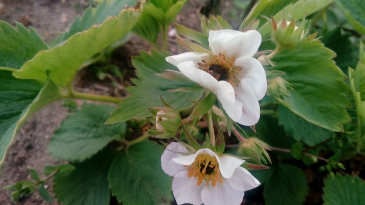 Серединка чернеет после подмерзания. Ягод уже не жди. Фото автора