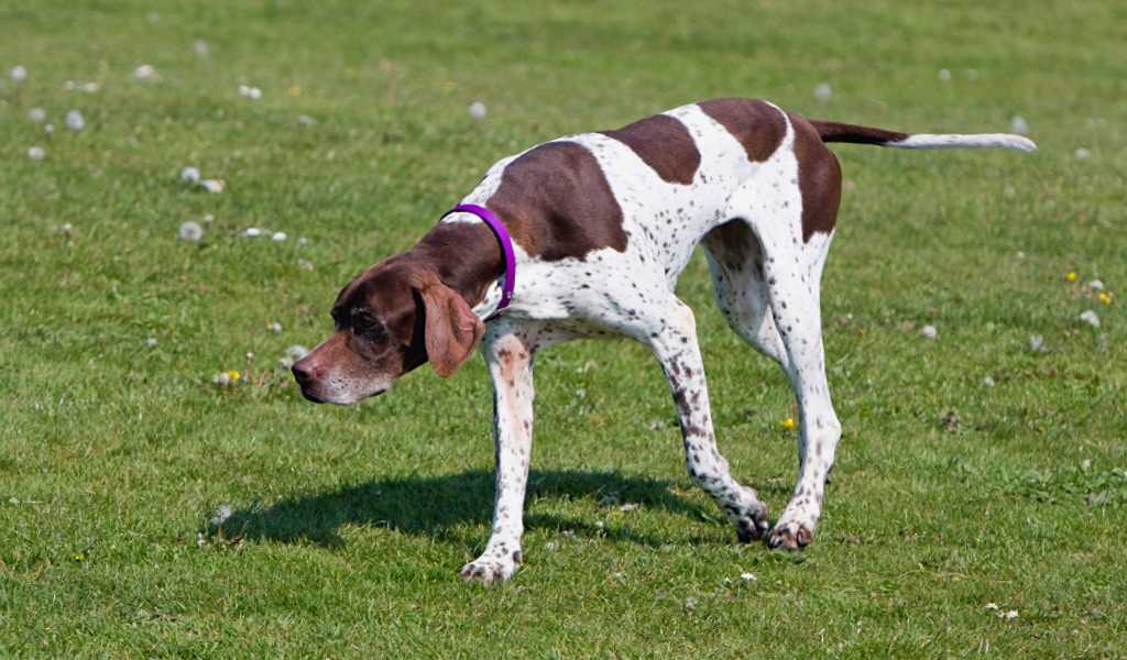 Охотничьи породы собак