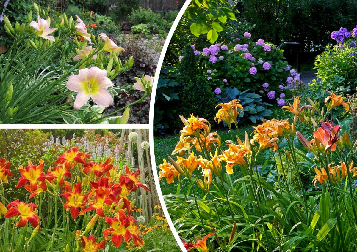 Лилейник (Hemerocallis)