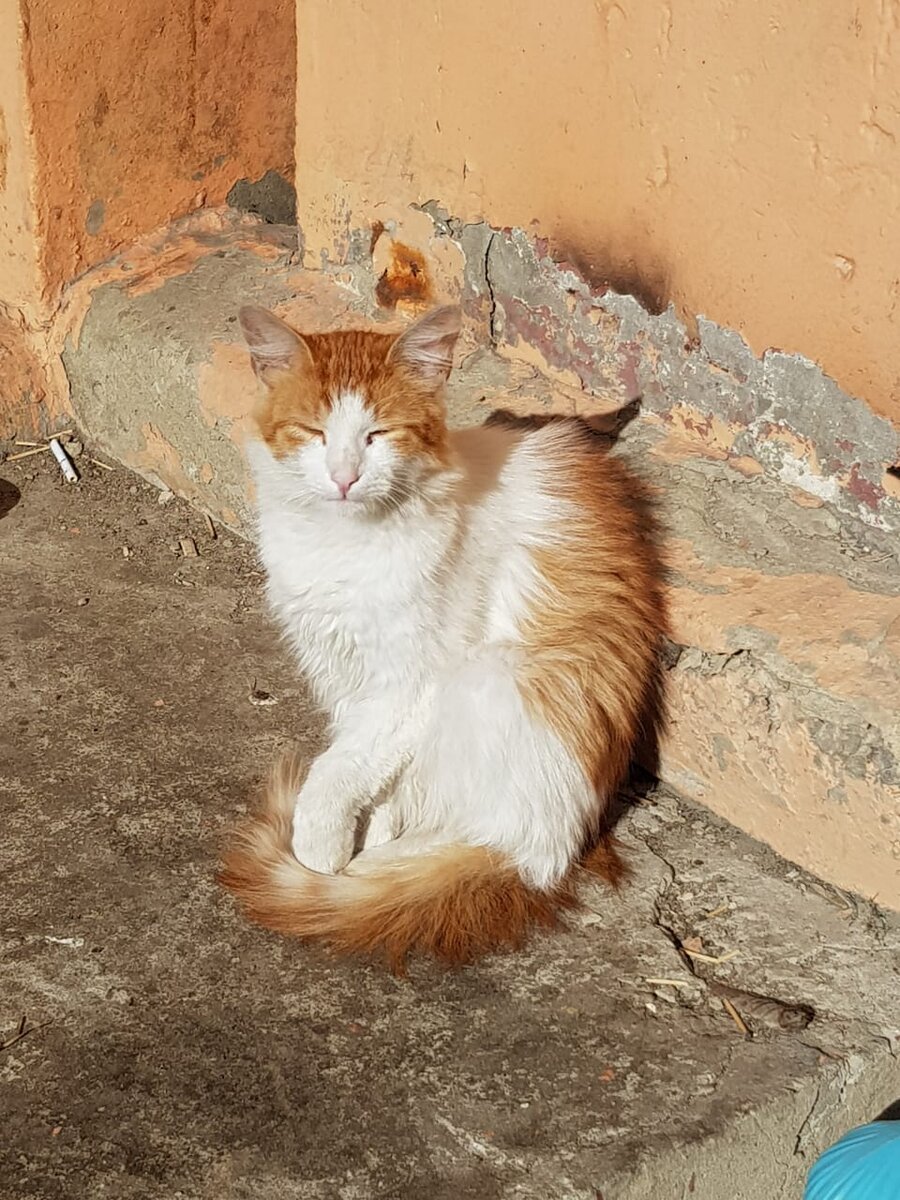 Котик греется на солнышке и наблюдает за мимо проходящими людьми.