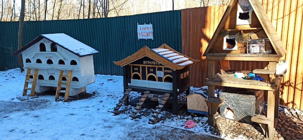 Домики для котят