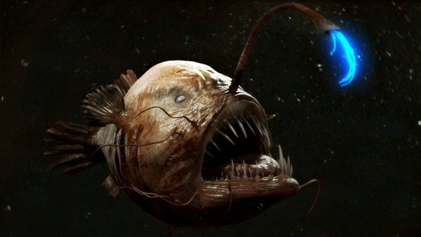 Морской удильщик, грозный хищник, который использует свой синий свет, чтобы привлечь добычу в темноте.