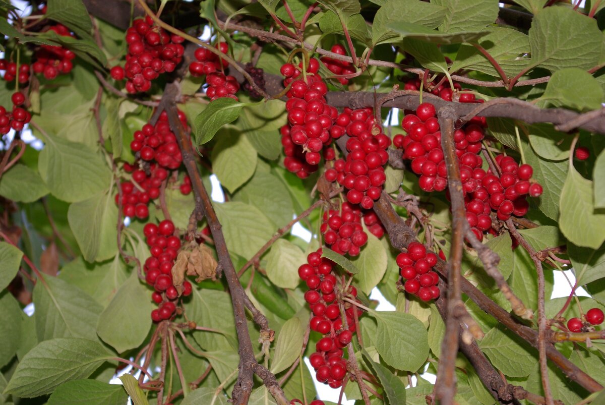 ЛИМОННИК КИТАЙСКИЙ. Фото мое