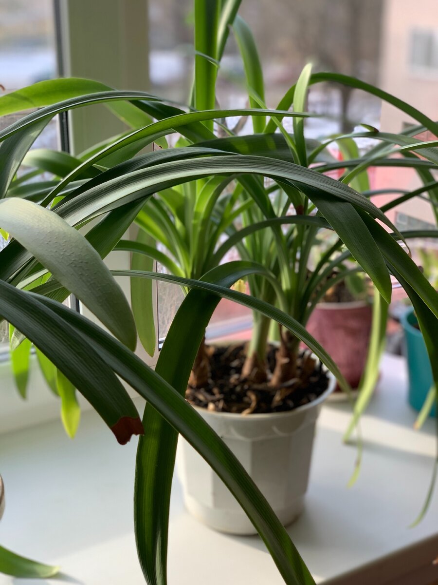 Кливия. Из личного архива 