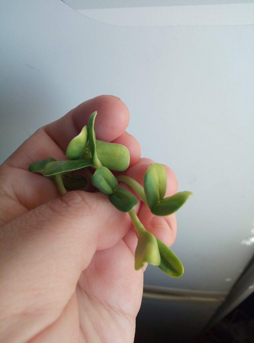 Растительный белок, усваивается лучше чем животные белки.