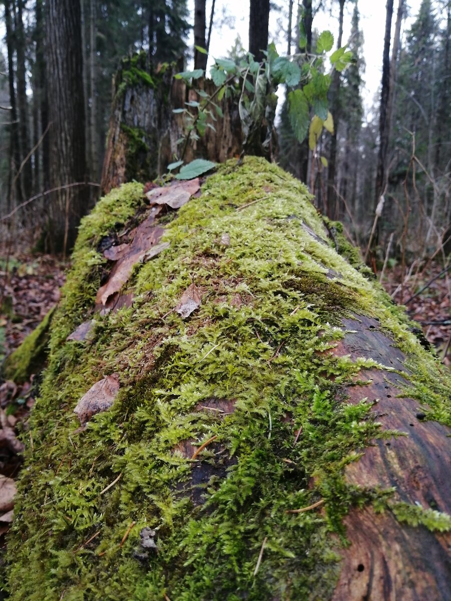 Фото автора.