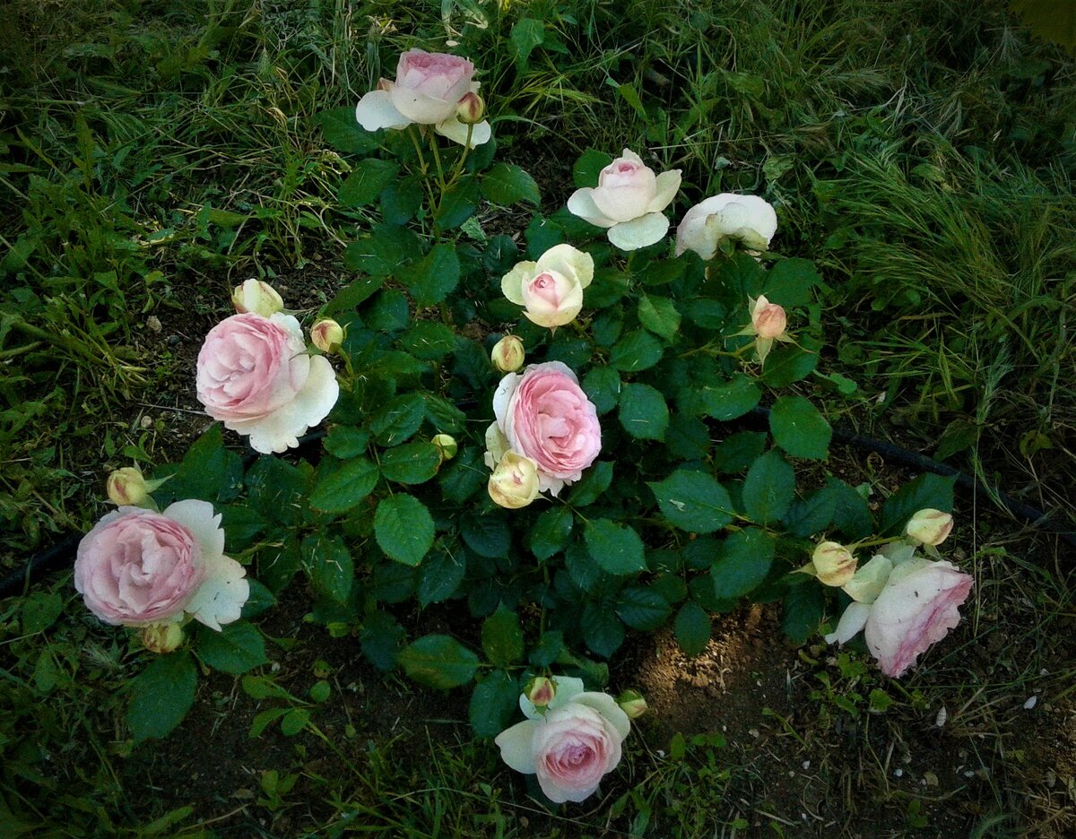 Pierre de Ronsard 10.06.21