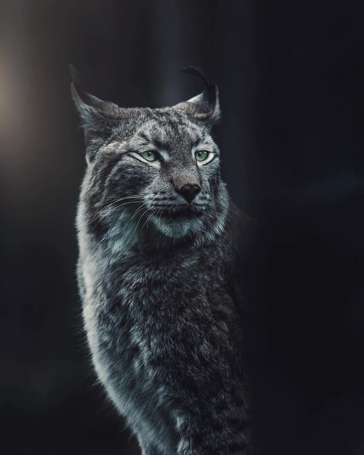 Фото взято из доступных источников яндекс фото и картинок 