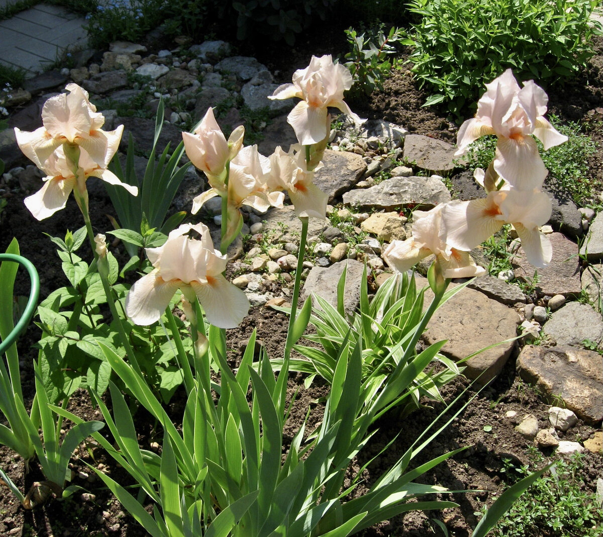 Цветение в молодости